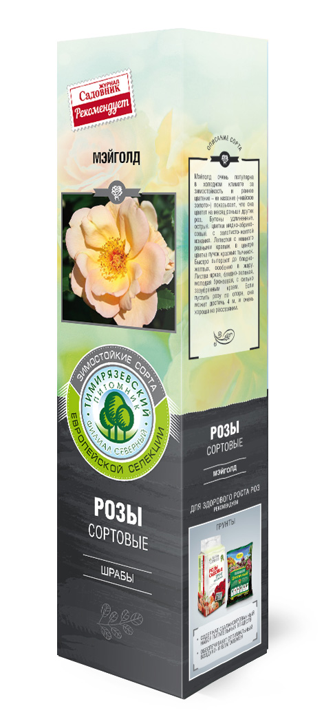 Роза шраб Мэйголд в коробке ZP 