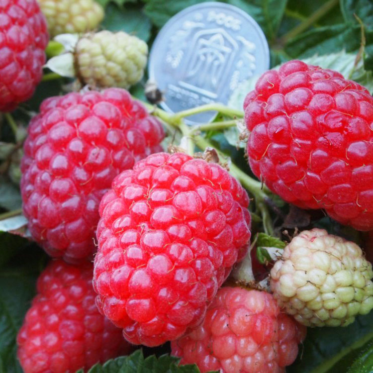 Малина крупноплодная Каскад Делайт красная в коробке Tim 