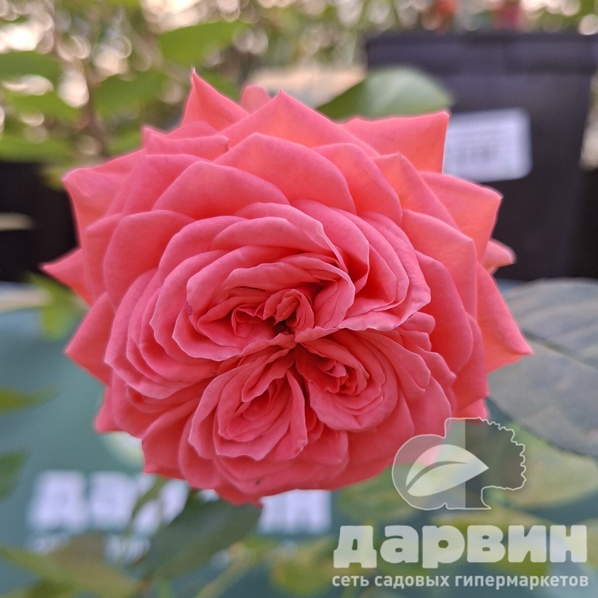 Роза флорибунда Кимоно  v5 Lav 