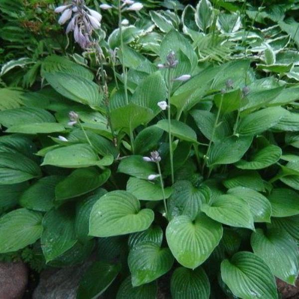 Хоста форчуна Р9 