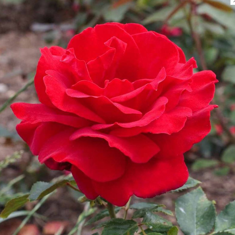 Роза чайно-гибридная Виктор Гюго v7 Tim 