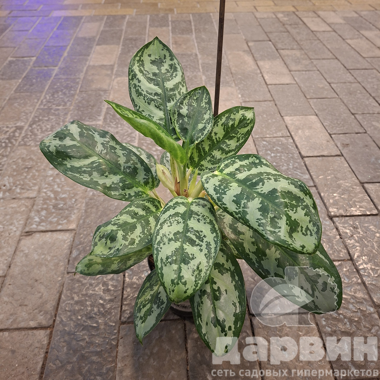 Аглаонема Амазон Сильвер д12 х40 WM