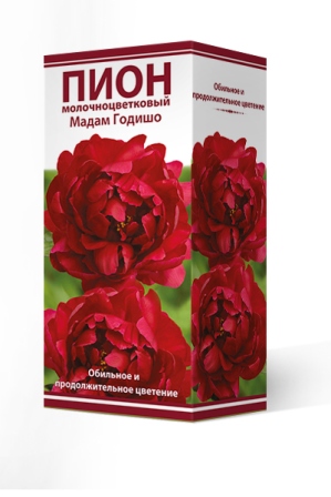 Кореневище Пион молочноцветковый Мадам Годишо 1шт Поиск 