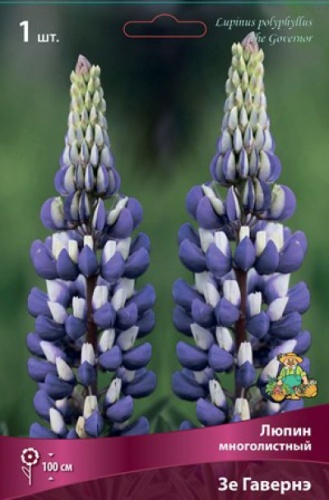 Кореневище Люпин многолистный Зе Гавернэ  1шт Поиск 