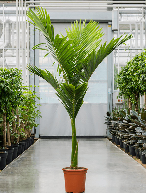 Архонтофеникс Александра d17 h50 