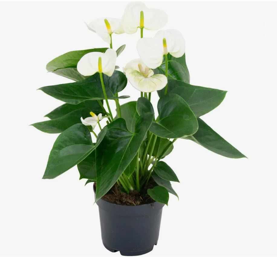 Антуриум Андреанум Вайт Чемпион d14 h50 