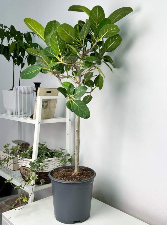 Фикус Бенгальский Одри на штамбе d24 h110 