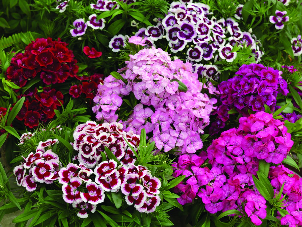 Гвоздика однолетняя p9 Push 