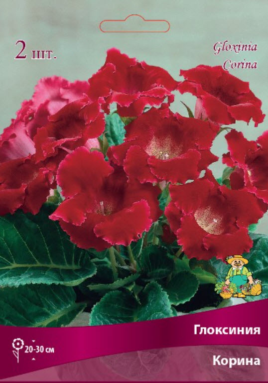 Клубень Глоксиния Корина  4/5 2шт. Поиск 
