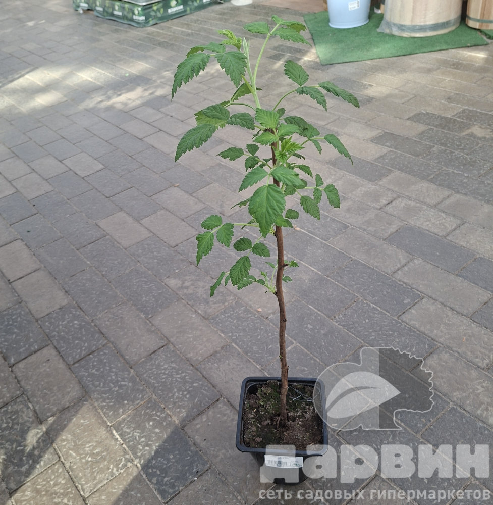 Малиновое дерево Сказка красн v2 Tim 