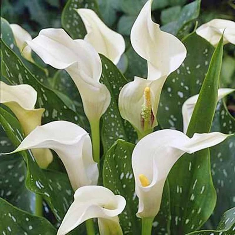 Клубень Калла белопятнистая  14/16 1 шт Поиск 