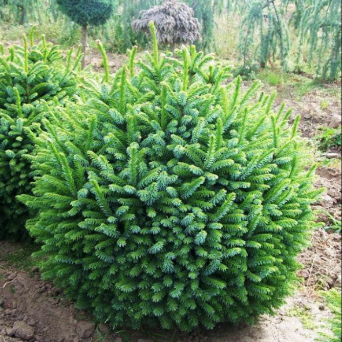 Растение ель сербская Халонет 10-15 KG 