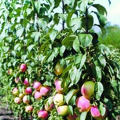 Яблоня колоновидная Сенатор v7 60-80 Tim 