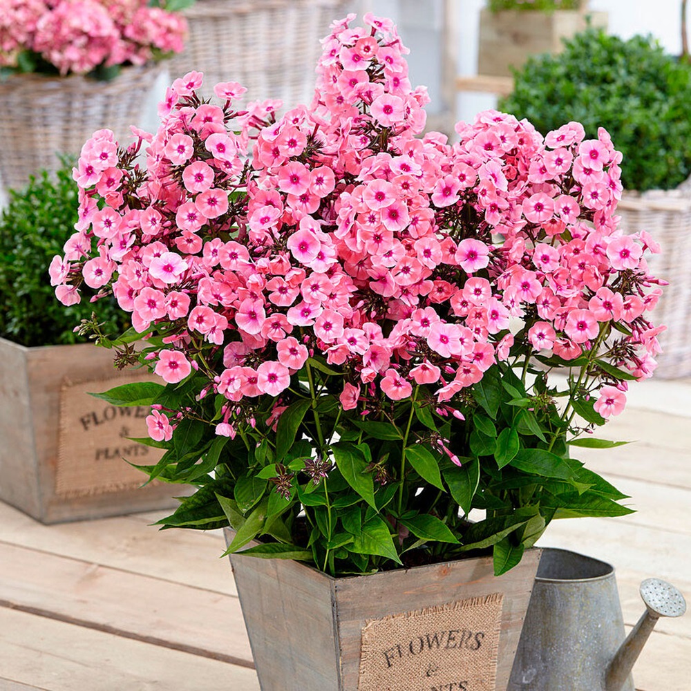 Флокс метельчатый Ларисса d15 ХР 