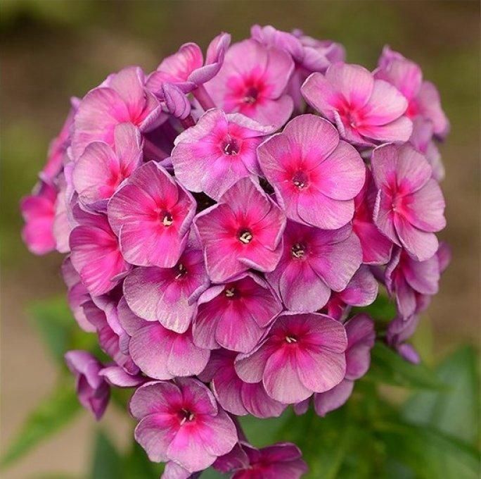 Флокс метельчатый "Дымчатое суфле" d19 ЕТК 