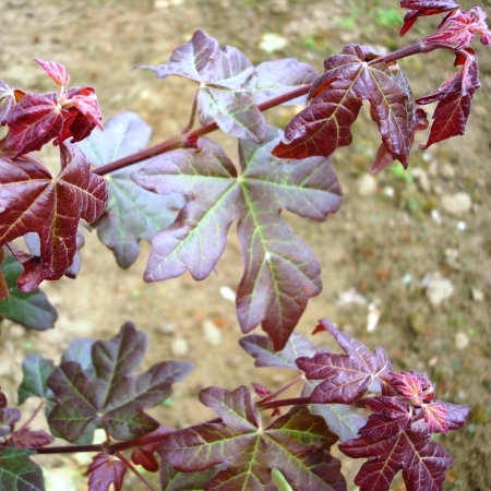 Клен полевой Ред Шайн С15, 240см 