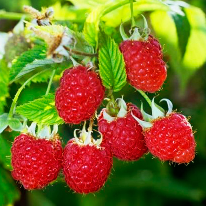 Малина v2-3 в асс. 