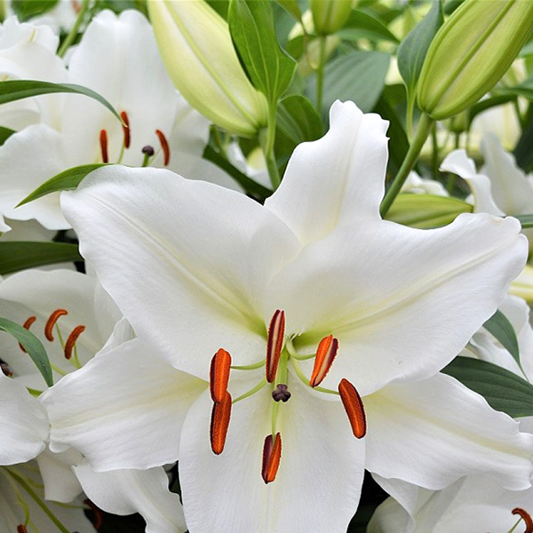 Луковица НВМ Лилия Восточная Сантандер 10/12 2шт/уп 