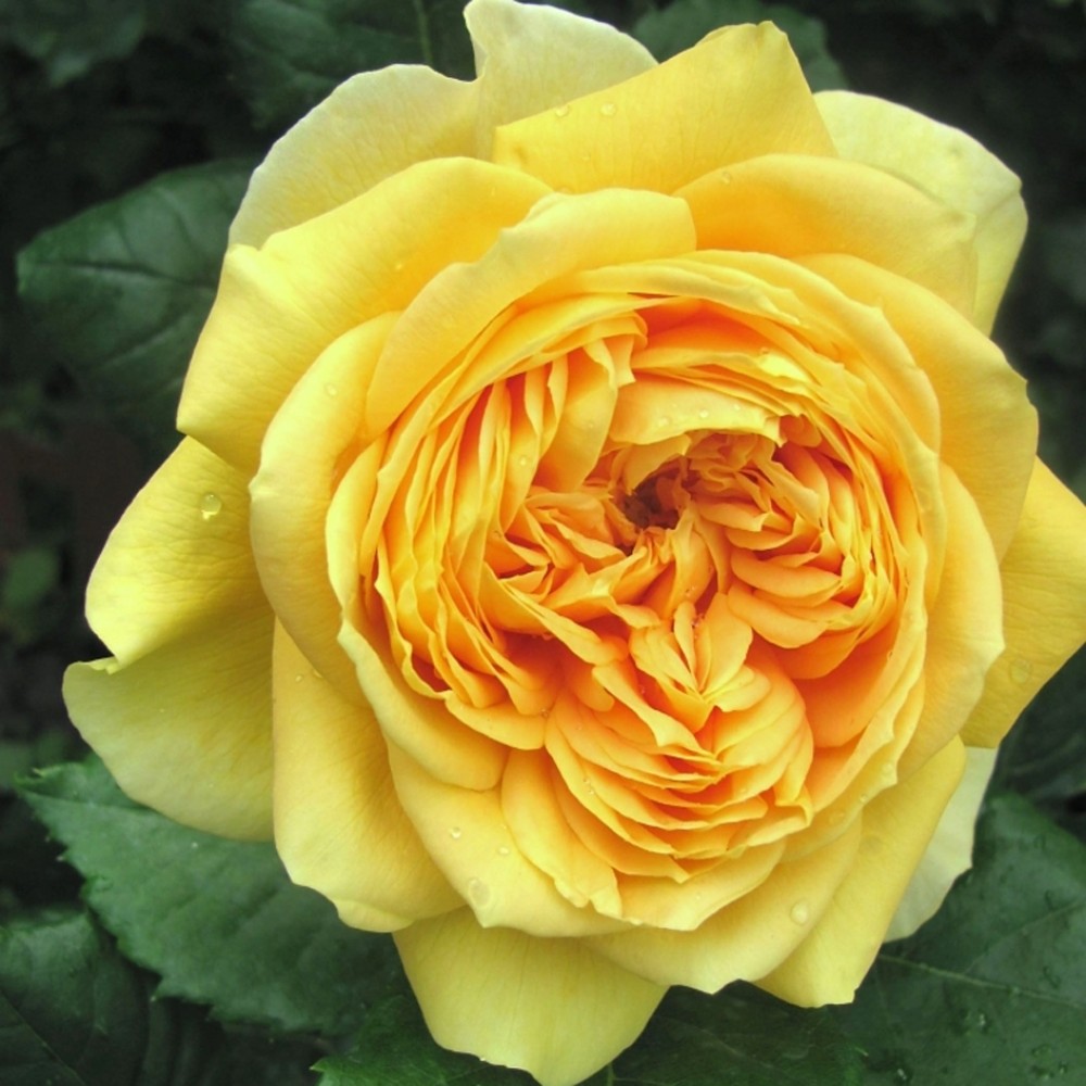 Роза парковая Стронг Йеллоу v5 ЦО 