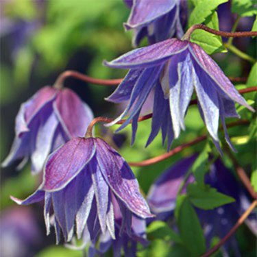 Клематис Сесиль v2 