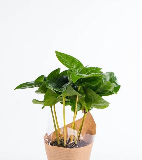 Кофе Арабика в ретро кашпо d7 h20 