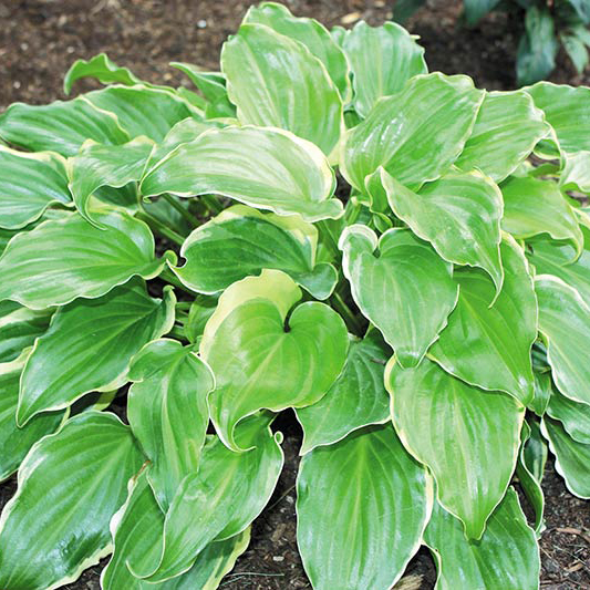 Хоста Шугар энд Спайс v2-3 Tim 