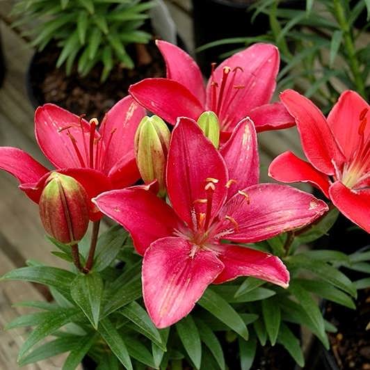 Лилия азиатская Баззер d10 Tim 