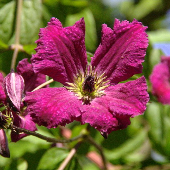 Клематис Kermesina GV C2 