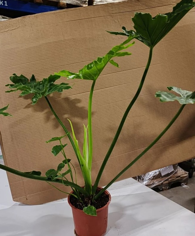 Филодендрон Атом d15 ХР 