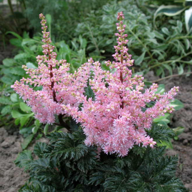 Астильба курчавая V2 Ег 