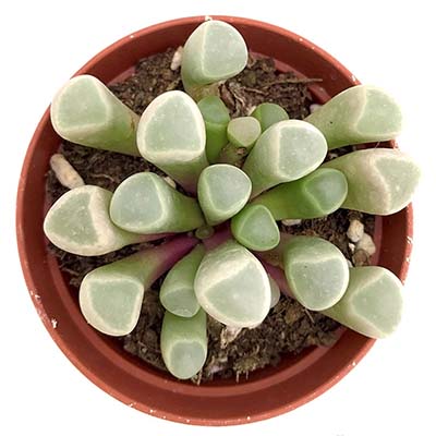 Фенестрария d5 h5 