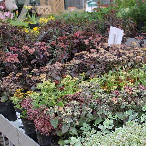 Многолетник с1,3 (ценовая категория 2) TV 