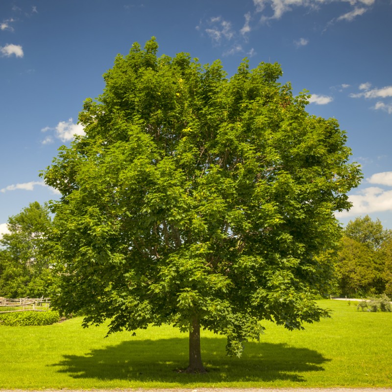 Клен остролистный Эмералд h200-220 Sav 