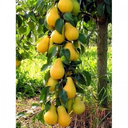 Груша пирамидальная Декора С7,5 Н100-140 ЦО 