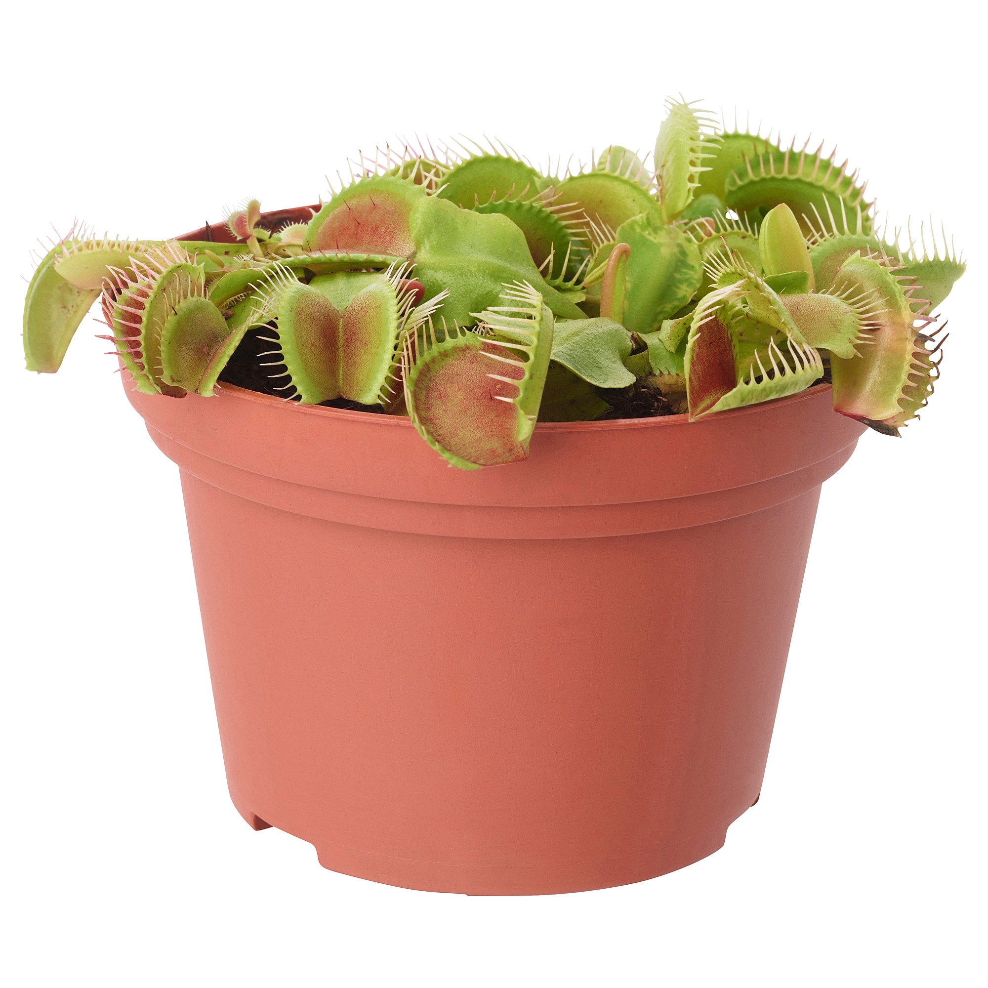 Насекомоядный микс d9 