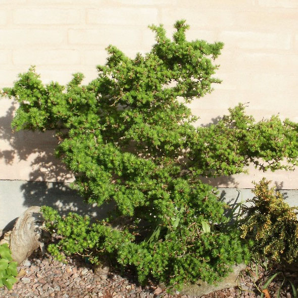 Растение лиственница европейская Литл богл С10/30-40 