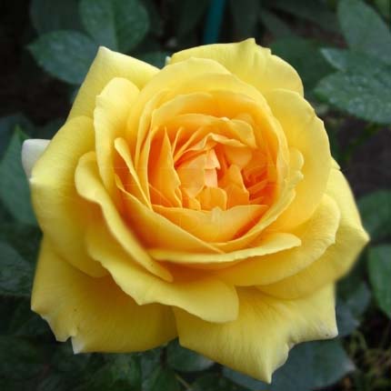 Роза чайно-гибридная ГЛОРИУС v7 Fr 