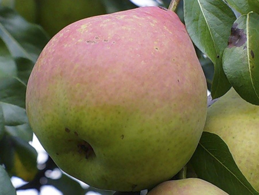 Груша Елена поздн v7 100-140 Tim по цене  Груша Елена поздн v7 100-140 Tim