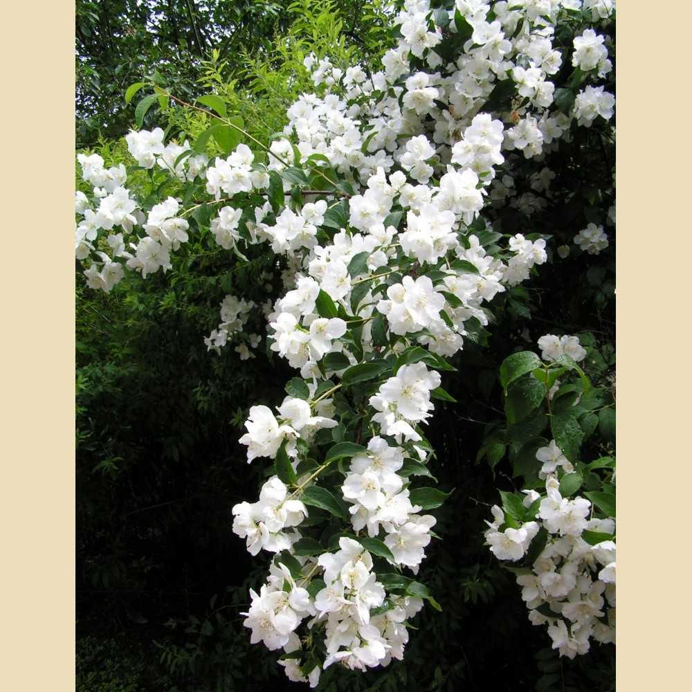 Чубушник Мон Блан с2/30-40 