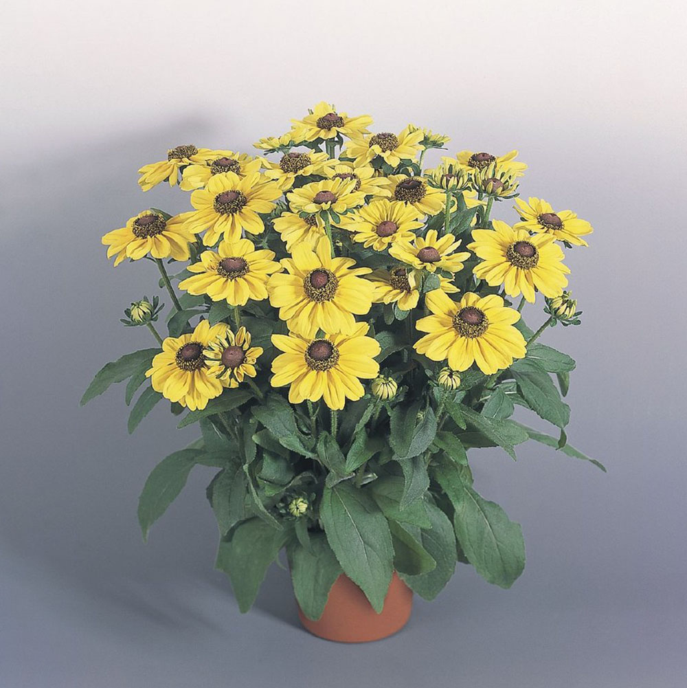 Рудбекия Голднштурм d15 Bix 