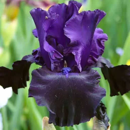 Ирис германский Блек Свон v2 Tim 