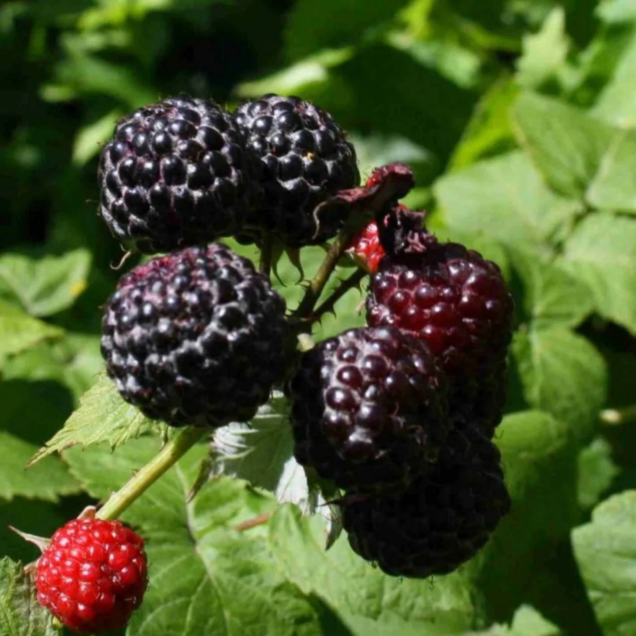 Малина черная Кумберленд в коробке ЦО 