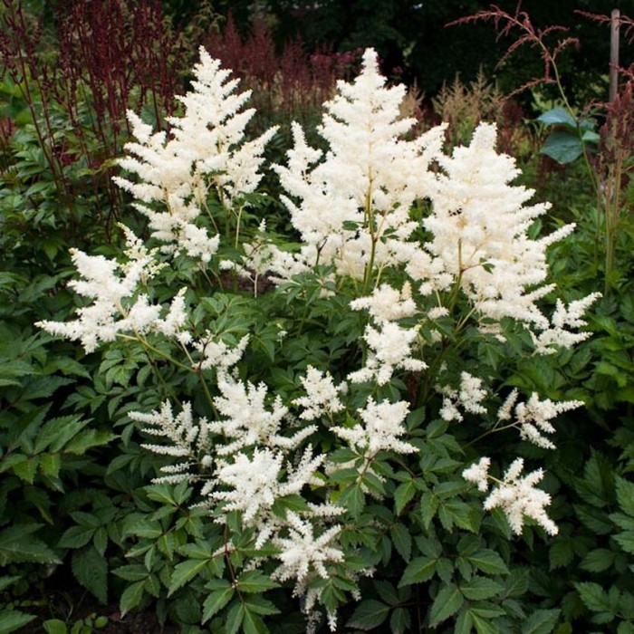 Астильба Дойчланд v2 Tim 