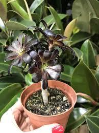 Эониум Арбореум d14 h25 