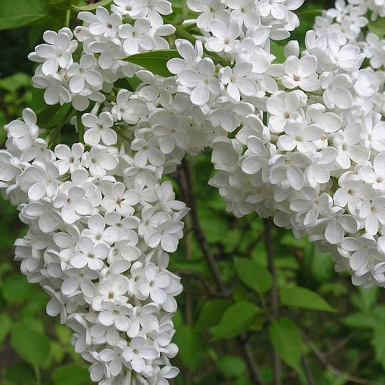 Сирень обыкновенная Лебёдушка c2 h20-40 UL 