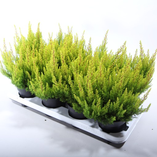 Эрика древовидная Альбертс Голд d11 h30 