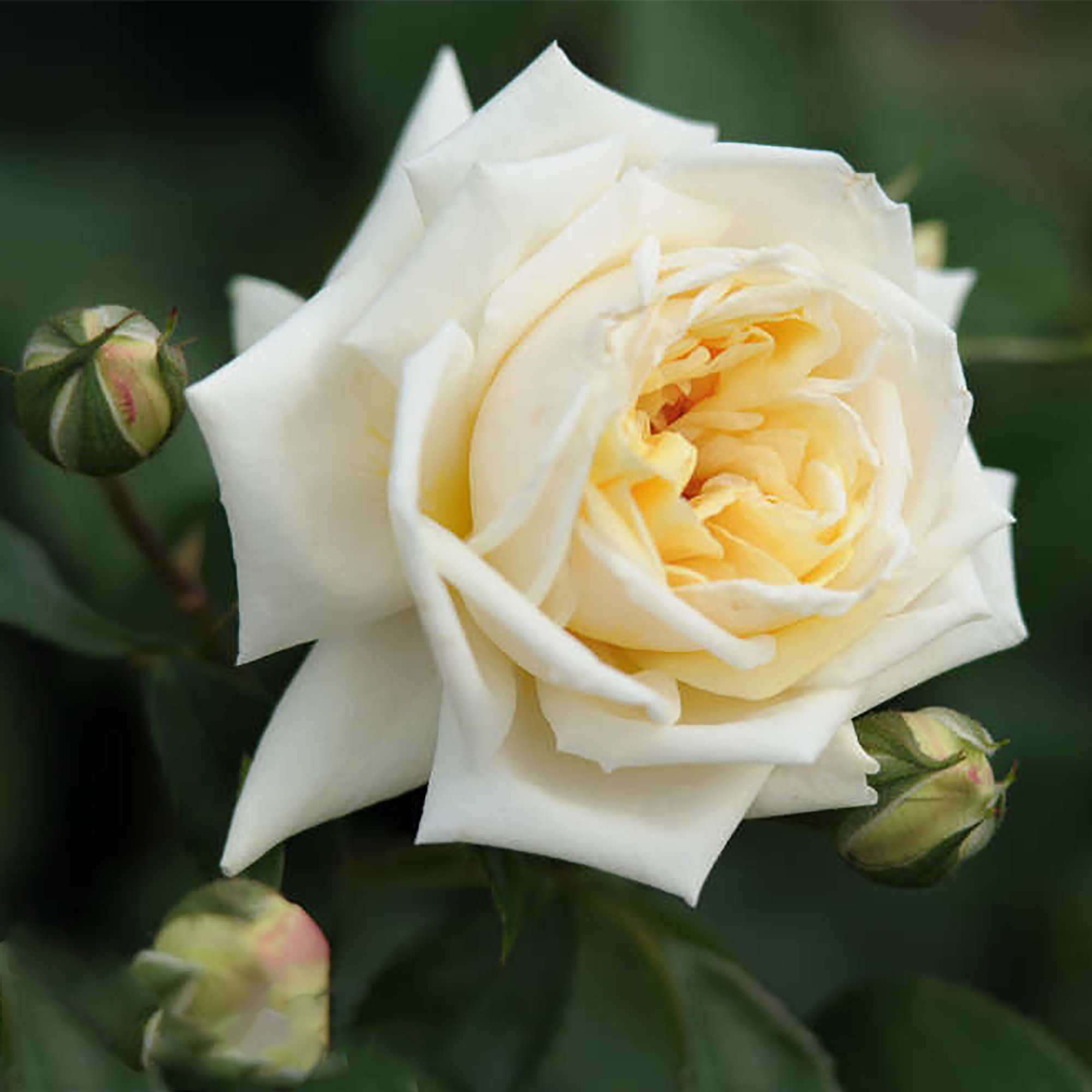 Роза плетистая Илзе Крон Супериор белый в коробке ЦО 