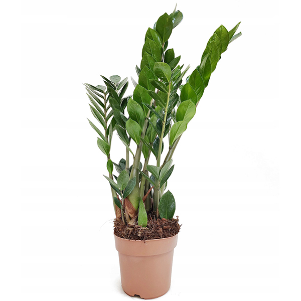 Замиокулькас d10 h35 