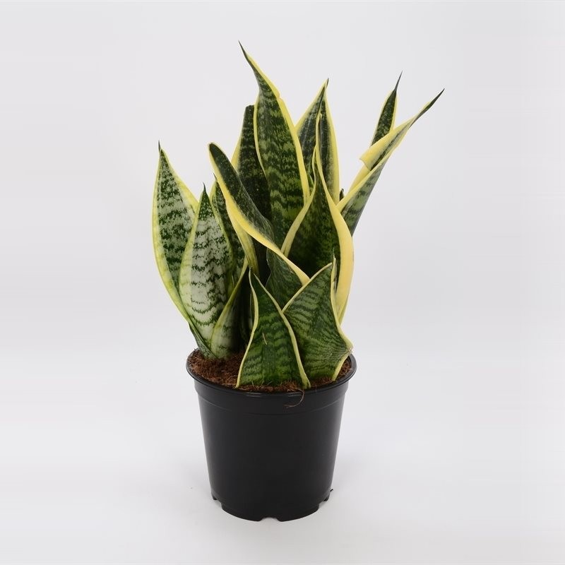 сансевиерия футура суперба. сансевиерия лауренти футура. сансеаеертя футура супер. сансельверия относится к сукулентам?. сансевиерия муншайн.