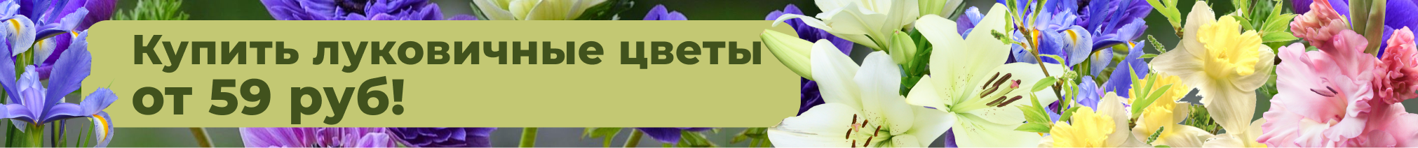 Луковичные цветы